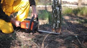 Best Tree Preservation Services  in North Bellmore, NY