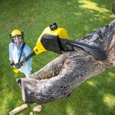 Best Lawn Disease Treatment  in North Bellmore, NY