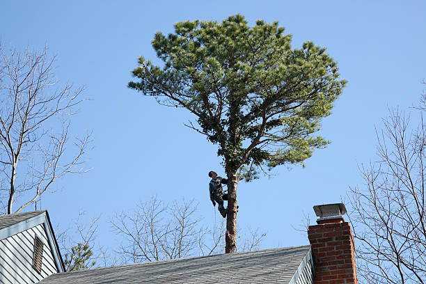 Professional Tree Care in North Bellmore, NY