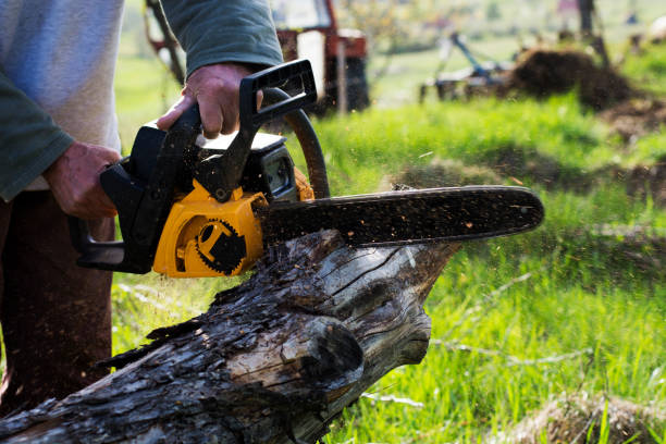 How Our Tree Care Process Works  in  North Bellmore, NY